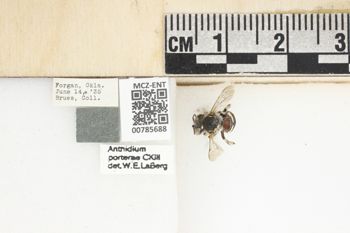 Media type: image;   Entomology 785688 Aspect: Labels